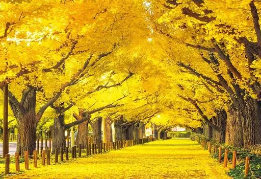 in Beverly 300 Piece Jigsaw Puzzle Jingu Gaien Ginkgo Trees x 38 [Made Japan] (26 cm) 300-105