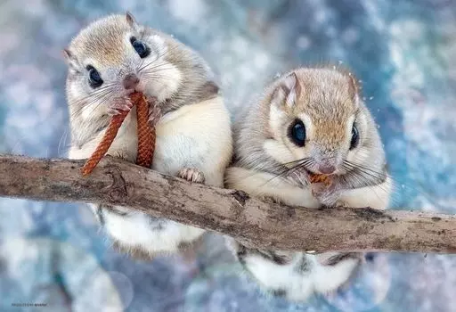 in Beverly 300 Piece Jigsaw Puzzle Squirrels x [Made Japan] (26 38cm) 300-102