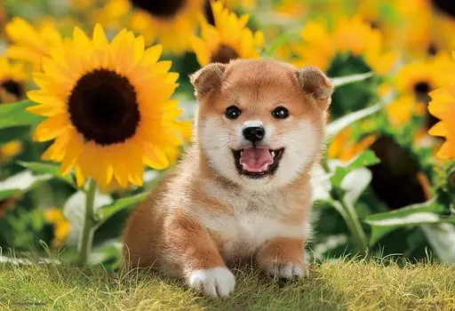in Beverly 300 Piece Jigsaw Puzzle Sunflower and Me x [Made Japan] (26 38cm) 300-064