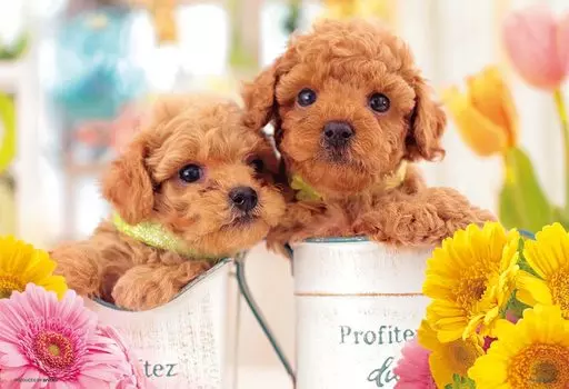 in I love Beverly 500 Small Jigsaw [Made Japan] Puzzle! (2638cm) 500S-008