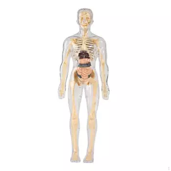 Инструмент для изучения анатомии в классе со съемными частями органов Fully Transparent