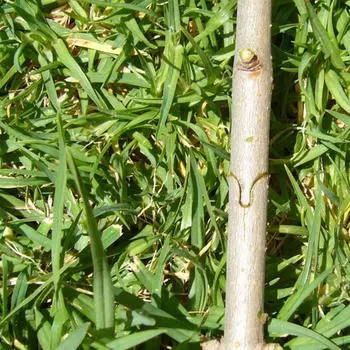 Инструмент для прививки увеличенного размера/Упражнения для ветвей и виноградных лоз из стали