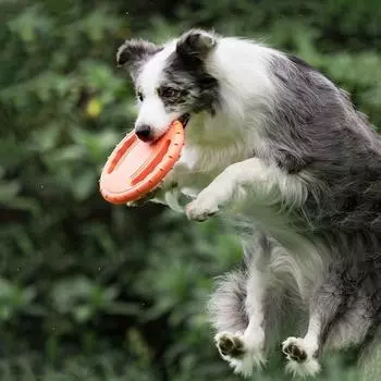 Интерактивная дрессировочная игрушка для собак с кольцом для вытягивания, устойчивая к укусам, для собак, для чистки зубов розы красного