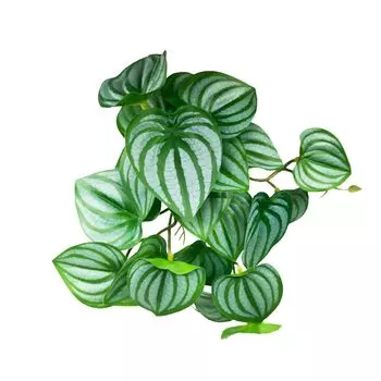 Искусственное растение Виварий Клетка для рептилий Аквариум Листья Амфибии Тритон Черепаха Лягушка Хамелеон с присоской 1 Набор 25 см Террариум Палюдариум