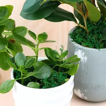 Искусственный мох 10 унций Мох для рукоделия Искусственный мох Цветочный