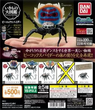 Из Gacha Gacha Иллюстрированная энциклопедия существ Павлиний паук из Lobatus Boran Boran Toy [Набор 4] (Speciosus (мужской), (мужской), (мужской), (женский пол))