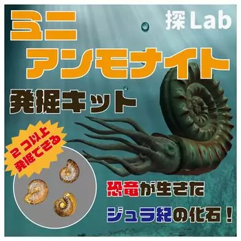 из юрского периода, где динозавры Мини-комплект для раскопок аммонитов выкопать 2 или [Окаменелости жили] (может больше)