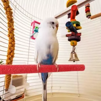 Износостойкая палка для попугаев, матовая стойка для попугаев, заточной брусок для когтей птиц, заточной брусок L