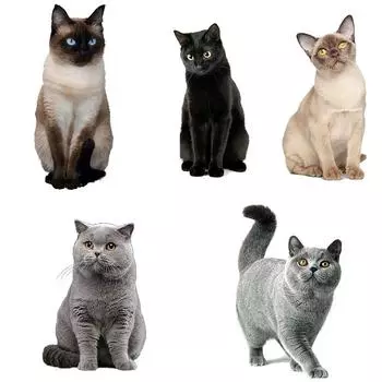 J503 # милый кот персидский кот наклейка на автомобиль виниловая наклейка водостойкие украшения наклейки для автомобиля A-15cm-Longest Side