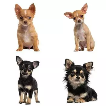 J541 # милые наклейки с животными чихуахуа на автомобиль виниловая наклейка водонепроницаемые декоративные наклейки для автомобиля A-15cm-Longest Side