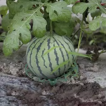 Экологичная подставка для арбуза с высокой несущей способностью, креативная защита для поддержки дынь зелёный