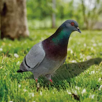 Элегантная статуя птицы в саду орнамент для наружного декора 29x23.3x0.1cm