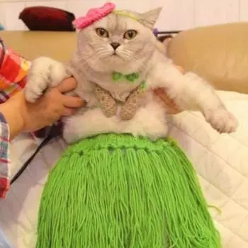 Юбка для танца живота для собак с бикини, легкая, удобная для ношения, юбка для танца живота для кошек и собак, костюм для косплея домашних животных 1 Set