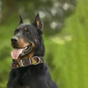 Камуфляжный ошейник для собак, регулируемый прочный тканевый ошейник для собаки, тренировочный шейный ремень 1.5x30cm