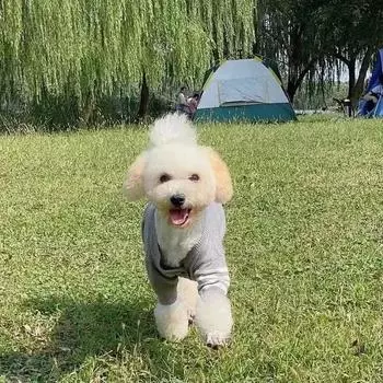 Кардиган, свитер для собак, щенков и котят, одежда для животных, плюшевый биби, медведь, сокол, шнауцер, бумеранг S