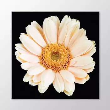 Картина Белая Хризантема