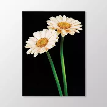 Картина Белые Хризантемы