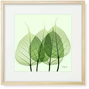 Картина Интерьерная Картина Цветочное Художественное Панно В Рамке 32см x Ширина Прожилки Листа (Высота 32см) зелёный