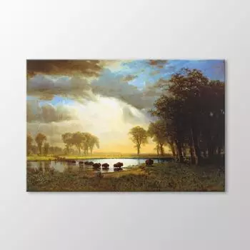 Картина `` След буйвола