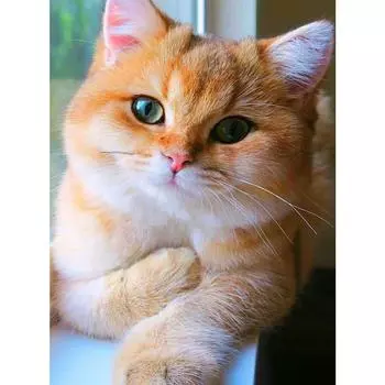 Картина Стразы Вышивка Рукоделие Diy 5d Алмазная картина Алмазная живопись Стены Искусства Декор Full Round 20X30CM