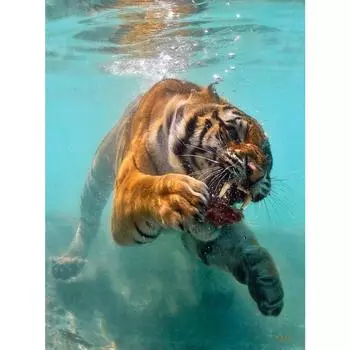 Картина Тигр 5D Алмазная вышивка Ремесло Картина Diy Алмазная вышивка Мозаика Подарок Алмазная настенная живопись Декор Full Round 20X30CM