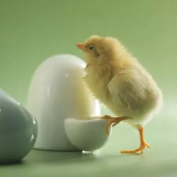 Керамический чайник-фонтан в виде хомяка - дизайн «Золотой медведь», поилка и миска-кормушка в комплекте. disc зелёный