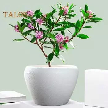 Керамический цветочный горшок, большой круглый горшок для растений, цветной глазурованный цветочный горшок с дренажным отверстием для использования в помещении и на открытом воздухе синий