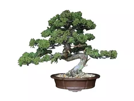 Kishu Shinpaku Shohin Bonsai Kifu Bonsai Фактический товар старое дерево Shinpaku Pine Новичок Indoor Appreciation Хобби Настольный бонсай Бонсай Горшок Зеленый зелёный