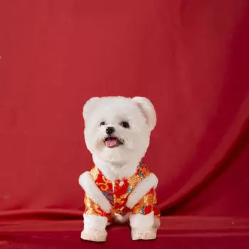 Китайский костюм на год собаки, пальто с пуговицами, костюм для питомца, костюм для собак Тан для кошек M