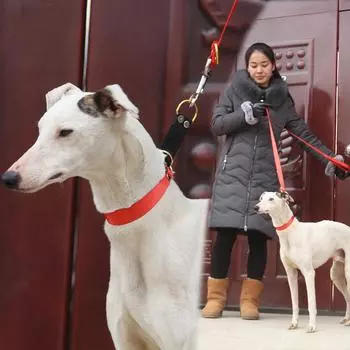 Классические поводки для собак Ошейники для собак с тяговым тросом Поводки для собак Gree Greyhound Whippet Тонкие ошейники для собак Afghan Pet S