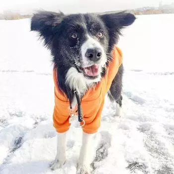 Классический ошейник-удавка для дрессировки собак, круглый нейлоновый веревочный ошейник без тяги, P-образный ошейник для маленьких, средних и больших собак, аксессуары для прогулок S