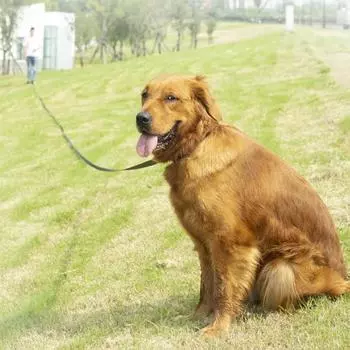 Классический поводок для собак повышенной прочности длиной 10/15/20/30 м, сверхдлинный поводок для домашних животных с удобной губчатой ручкой и поворотным карабином для крупных и средних собак 10 Meters