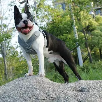 Классический светоотражающий жилет для собак, мягкая сетчатая шлейка для домашних животных, дышащий, вставной ремень для маленьких, средних и больших собак, питбуль 1.5cm width Leash
