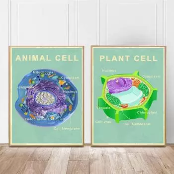 Клеточная биология животных и растений Плакаты и принты Научные образовательные настенные картины Картины Лабораторный офис Декор без рамки 21x30cm No Framed