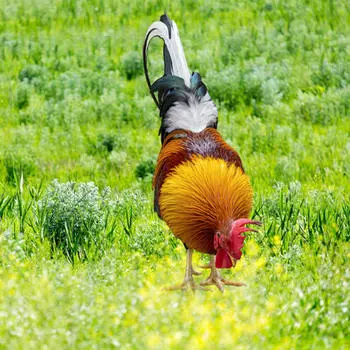 Колья статуи куриного животного, куриные украшения, акриловая вывеска для сада на открытом воздухе Style A