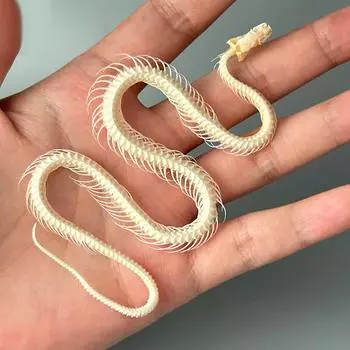 Коллекция моделей скелетов змей Образец Учебная модель Домашнее украшение Поделки своими руками Подарок