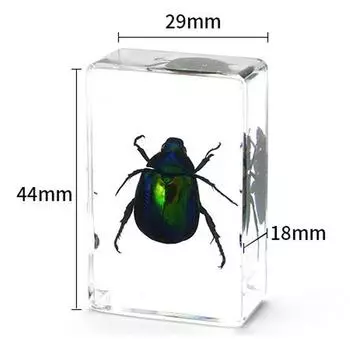 Коллекция насекомых в смоле для дошкольников, для занятий наукой в классе и для домашних экспозиций