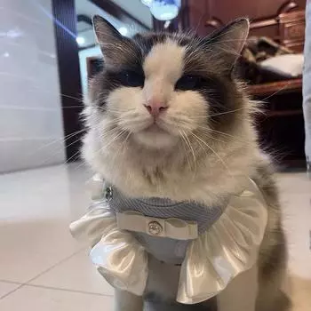 Комплект шлейки и поводка для собак, мягкая кружевная шлейка для щенков, регулируемый жилет для прогулок и дрессировки маленьких собак, новинка 2024 г. S for chest 28-35cm