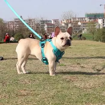 Комплект шлейки и поводка для собаки, грудь и спина для домашних животных в стиле жилета, светоотражающая и дышащая шлейка для прогулок для собак S розы красного