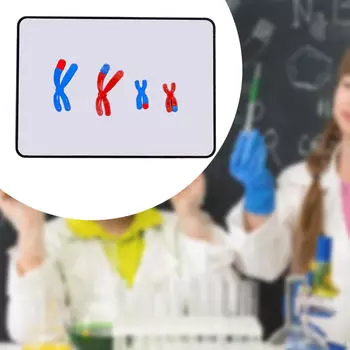 Компонент изменения мейоза Учебный инструмент по биологии для домашнего класса