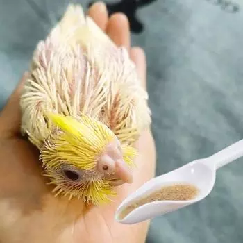 Кормушка для птиц, пластиковый инструмент для кормления животных, игла для молока, кормушка для попугаев onesize