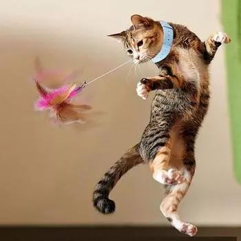 Кошачья перьевая палочка, выдвижная игрушка для кошек с ошейником, забавная игрушка-компаньон для кота, ловец кошек с забавной подвижной игрой