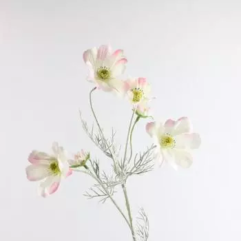 Космос Дейзи Цветок Цветок Гостиная Украшение Растение Букет