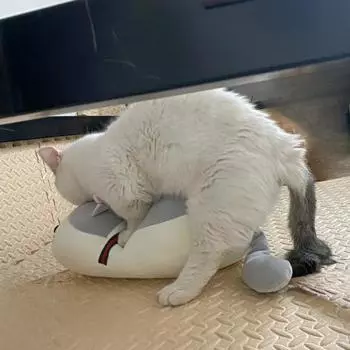 Кот-самец Течка Игрушка Спаривание Самостоятельный Высокий секс Спящие питомцы Кошки-компаньоны Кукла Облегчение и релаксация Товары для животных Принадлежности