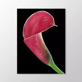 Красная лилия