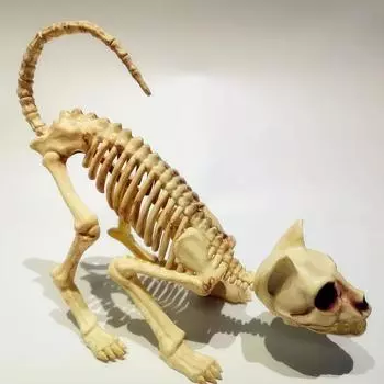 Креативное украшение на Хэллоуин, страшный скелет, притаившийся кошачий скелет, модель черепа кошки, жуткие кости животных для вечеринки VAMPIRE 30x17x5cm