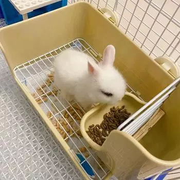 Кроличий туалет, подкладное судно, кролик, анти-спрей, моча, домашнее животное, Тоторо, норка, морская свинка, морская свинка, писсуар, кошачий туалет, принадлежности для кроликов коричневый