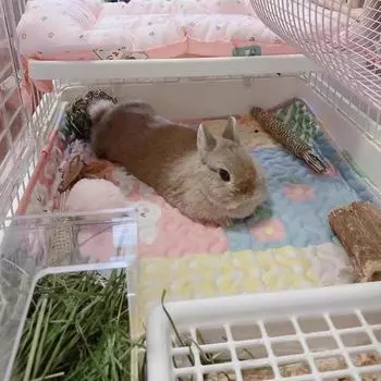 Кролик Морская свинка Домашнее животное Коврик для дивана Подушка для обучения Коврик для моющейся клетки Подгузник Водонепроницаемая подстилка Пеленальный коврик Товары для животных 50x70cm