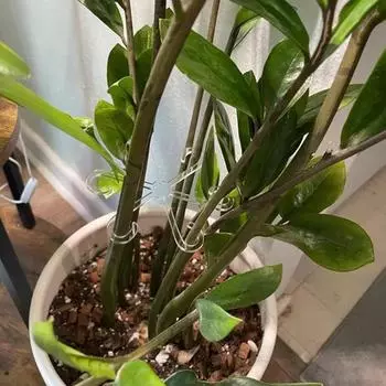 Крючки для поддержки стеблей растений Акриловые держатели для лозы растений Водонепроницаемые крючки для стеблей растений Треллис S