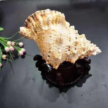 Крупномасштабное морское украшение Урок подготовки Натуральная ракушка Ракушка Творческий дом Подарки Декор Комнаты Статуэтки Для Интерьера Стола